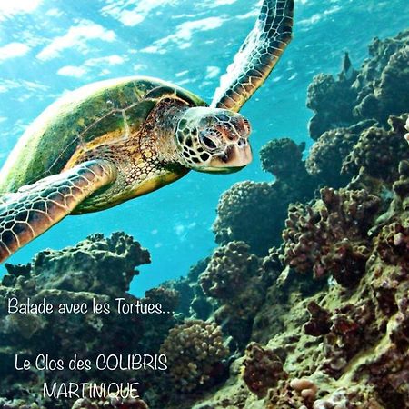 Lodge Pamplemousse Avec Piscine Privative , Dans Parc Calme A 500 M Plage 勒卡尔贝 外观 照片