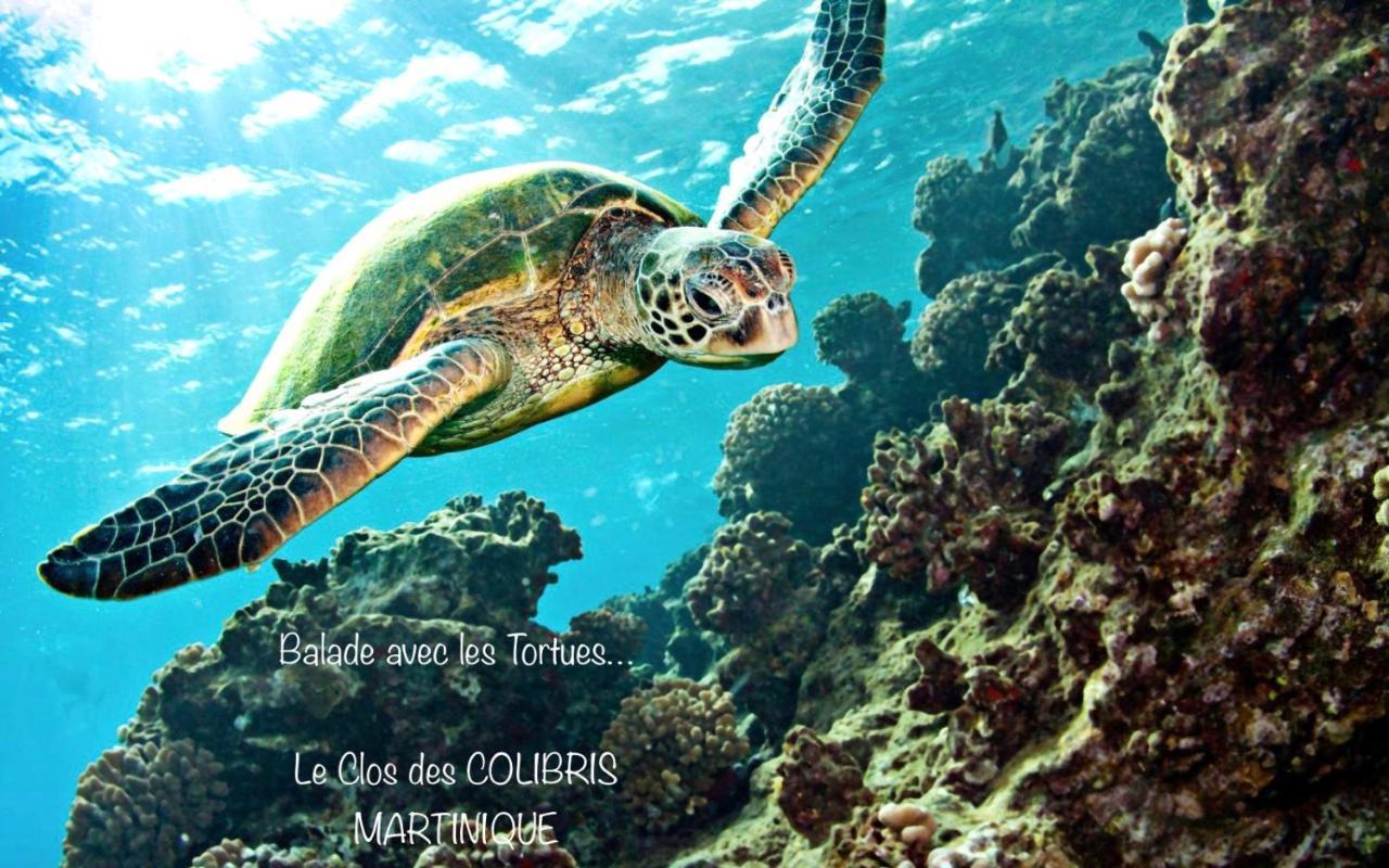Lodge Pamplemousse Avec Piscine Privative , Dans Parc Calme A 500 M Plage 勒卡尔贝 外观 照片